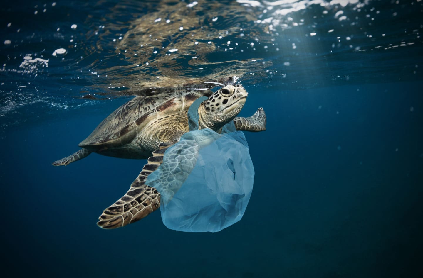 The Great Pacific Garbage Patch clean up - Engineers Without Borders UK